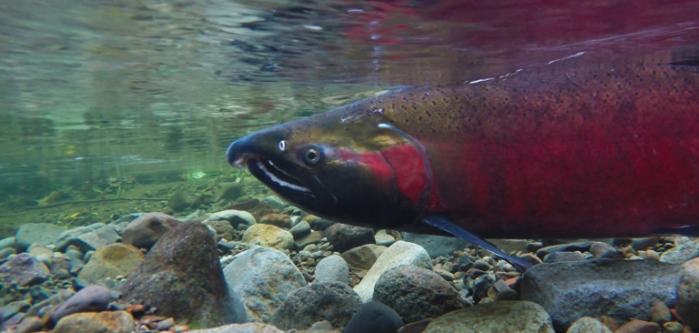 Coho Salmon, Siskiyou County